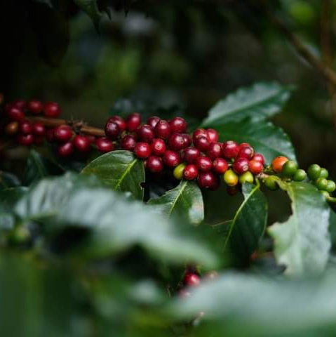Ground Coffee Beans - Dark Roast - Washed & sun dried.