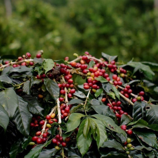 Ground Coffee Beans - Medium Roast - Washed & sun dried.
